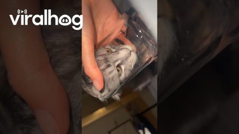 Cat Prefers To Drink Hand-Poured Water From Glass || ViralHog