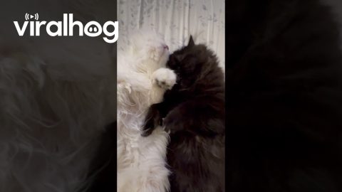 Moon and Ember Cuddle With Each Other || ViralHog