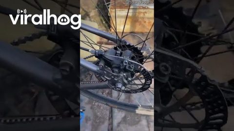 Bird Song Copies Squeaky Bike Wheel || ViralHog