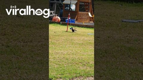 Magpie Playing Swing Ball || ViralHog