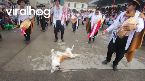 Parade Of Musicians Surround Sleeping Dog || ViralHog