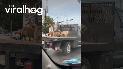Pack Of Puppies On Truck Bed Patrol || ViralHog