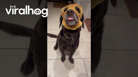 Dog Wears Pancake Mask || ViralHog