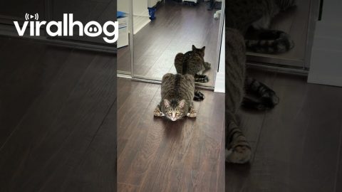 Cat Poses As Rotisserie Chicken || ViralHog
