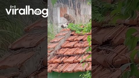 Monkey Adopts Puppy || ViralHog