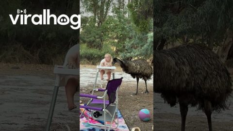 Sneaky Emu Takes Snack From Son || ViralHog