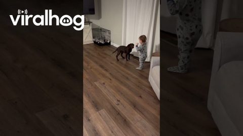 Kiddo training her puppy || ViralHog