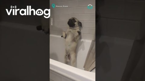 Dog Takes Showers Like A Human || ViralHog