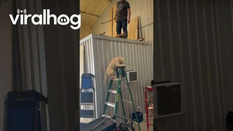Dog Climbs Ladder At Cabinetry Shop || ViralHog