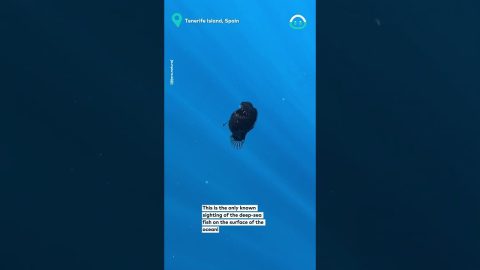 Extremely Rare Sighting Of Anglerfish || ViralHog