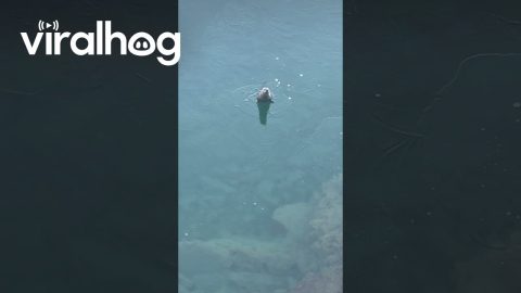 Otter Pops Through Thin Ice || ViralHog