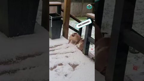 Bulldogs Can't Brake In Snow || ViralHog
