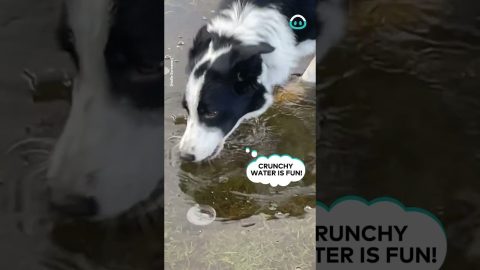 Border Collie Bites Frozen Pond || ViralHog