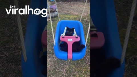Black Cat Swings in Bucket Seat || ViralHog