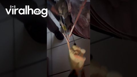 Puppy Pulls Toy And Knocks Laundry Down || ViralHog