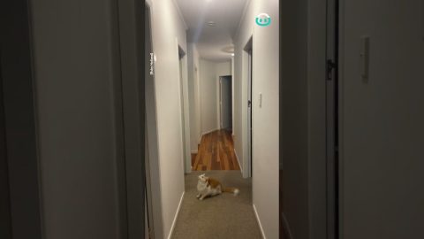 Cat Goes Crazy Hunting Cicada || ViralHog