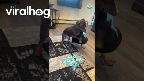 Duck And Dog Play Rough || ViralHog
