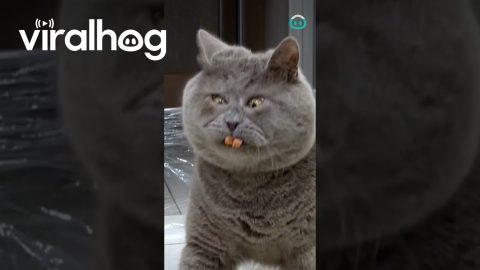 Cats Vs Cling Wrap || ViralHog