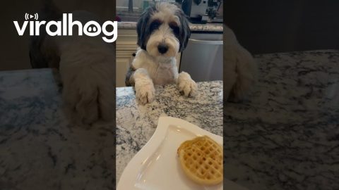 Bernedoodle Tries to Snag Waffles || ViralHog