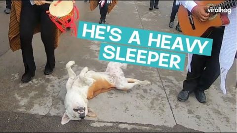 Dog Sleeps In The Middle Of Parade || ViralHog