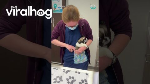 Miss Ruby Goes To The Vet|| ViralHog