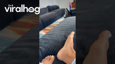 Kitten Dramatically Tumbles Away From Gentle Tap || ViralHog