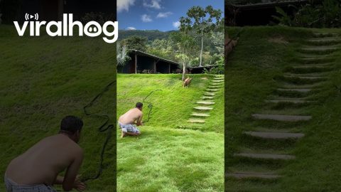 Dog Celebrates Imitating Grassy Slide || ViralHog