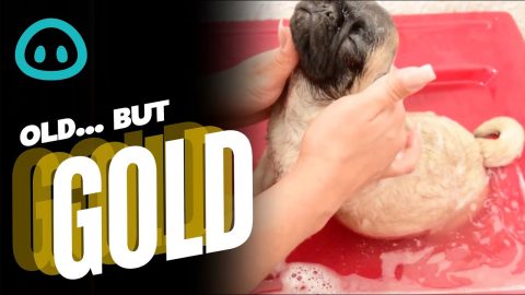 Pug Puppy Bathtime || ViralHog