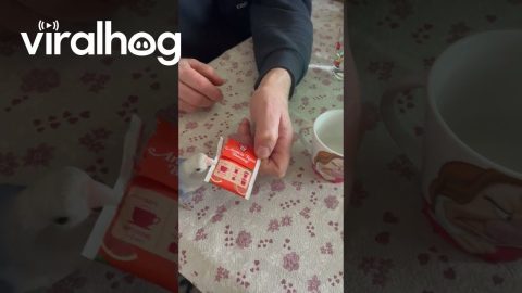 Blue Lovebird Opens Tea Bag || ViralHog