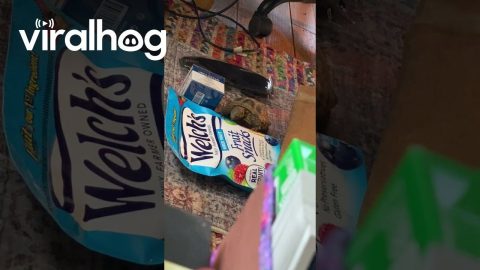 Tortoise Tries To Eat Fruit Pictured On Packaging || ViralHog