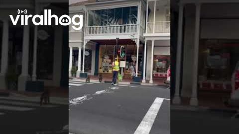 Baboons Wait Patiently For Crossing Guard's Signal || ViralHog