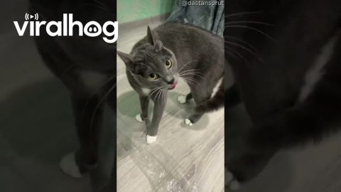 Arched Cat Ready To Square Up || ViralHog