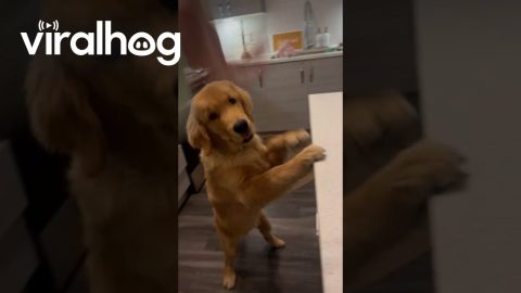 Golden Retriever Slowly And Dramatically Plays Bang || ViralHog