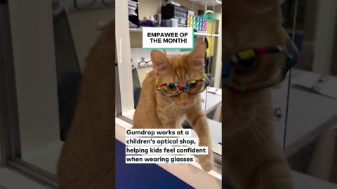Cat Helps Kids Feel More Confident || ViralHog