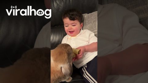 Boy Shares Banana With Bunny || ViralHog