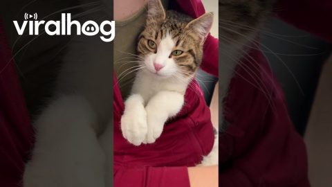 Cat Relaxes In Coat While Owner Plays Piano || ViralHog