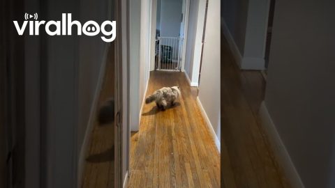 Ragdoll Cat Literally Bounces Off The Wall || ViralHog