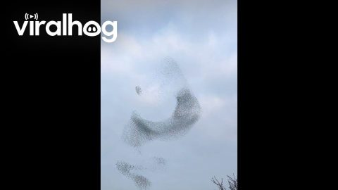 Late Winter Starlings Flock In Murmuration Spectacle || ViralHog