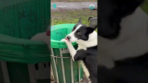Responsible Dog Cleans Up Trash || ViralHog