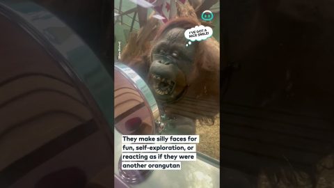 Orangutan Makes Funny Faces In The Mirror || ViralHog