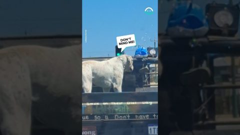 Dog Wearing Sunglasses Rides In A Truck Bed With A Bubble Machine || ViralHog