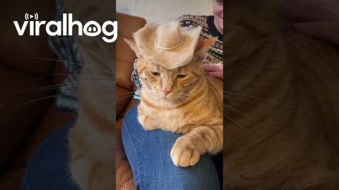 Cat Wears Cowboy Hat Made Out Of Own Fur || ViralHog