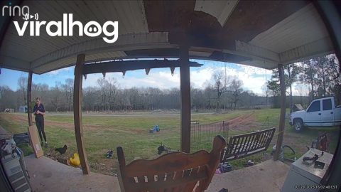 Delivery Person Chased Off By Guard Chicken || ViralHog