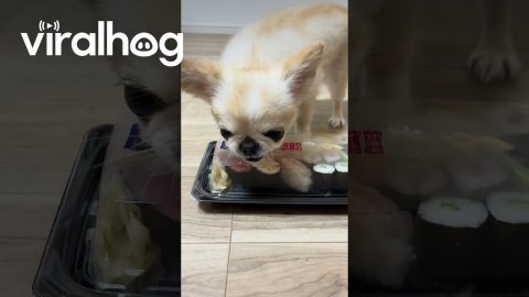 Puppy Protects Sushi || ViralHog