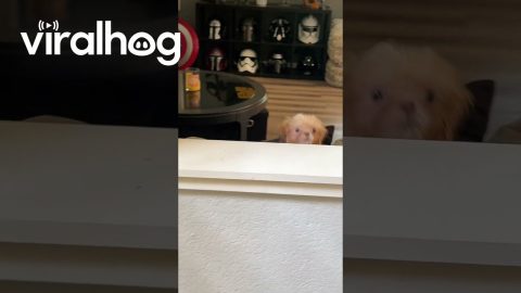 Shih Tzu Puppy Peeks Over Sofa || ViralHog