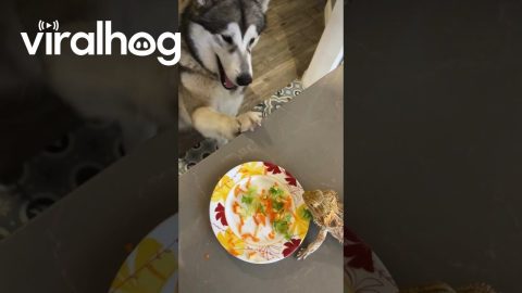 Malamute And Bearded Dragon Share Dinner || ViralHog