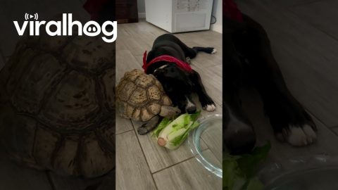 Tortoise and Dog Share a Meal || ViralHog