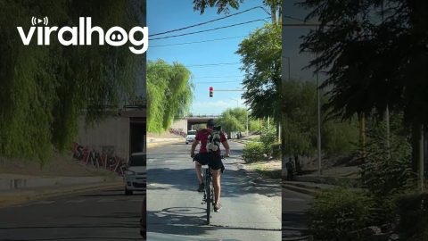 Backpack Bicycle Pup || ViralHog