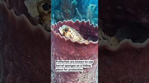 Pufferfish Turns Barrel Sponge Into Castle || ViralHog