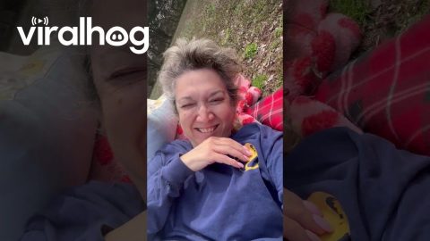 Yellow Lab Starts Pillow Fight With Owner || ViralHog